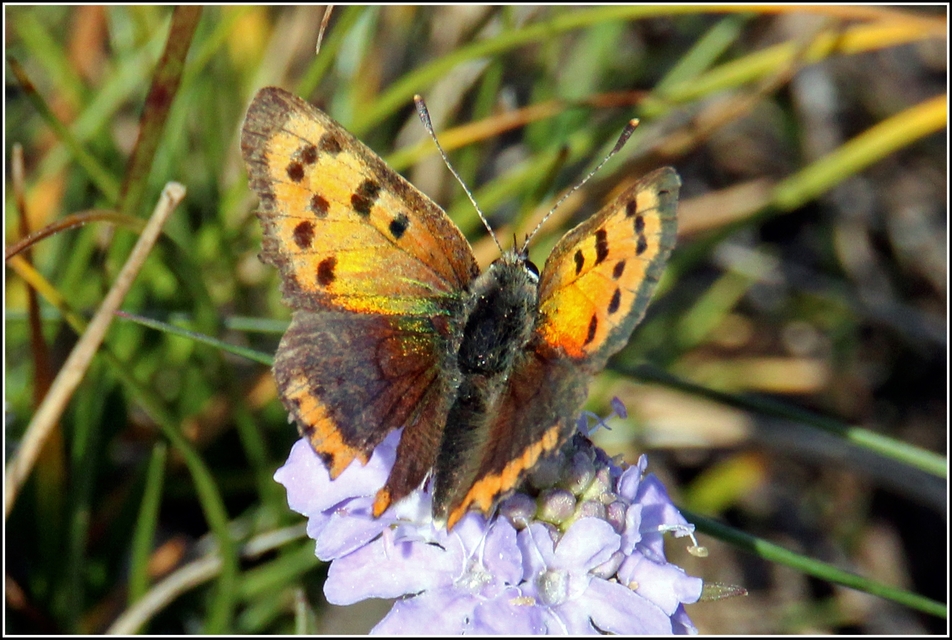 Lycaena phlaeas - közönséges tűzlepke