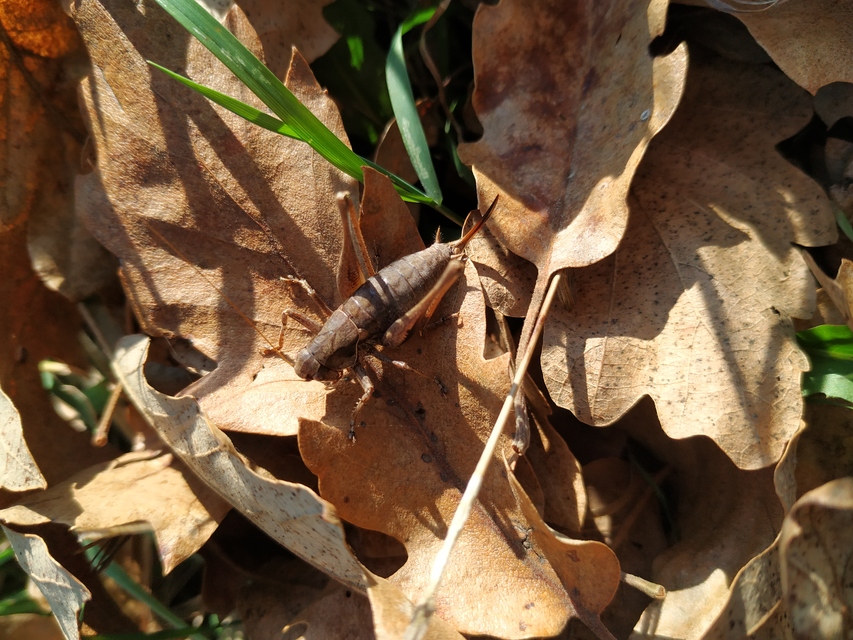 Pholidoptera griseoaptera - szürke avarszöcske