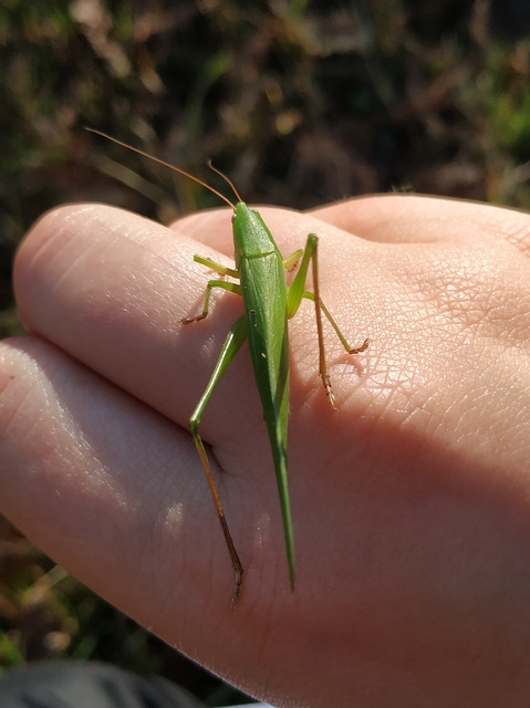 Ruspolia nitidula - nagy kúpfejűszöcske