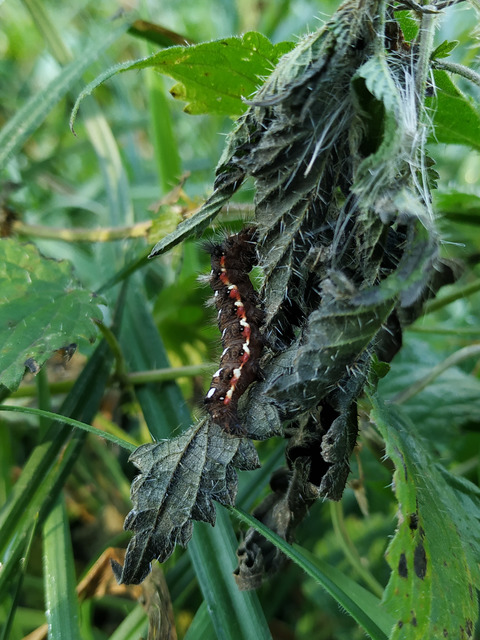 Acronicta rumicis - sóska-szigonyosbagoly