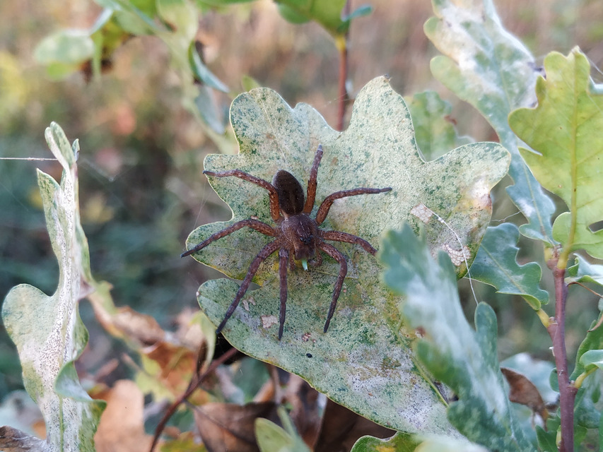 Dolomedes plantarius - parti vidrapók