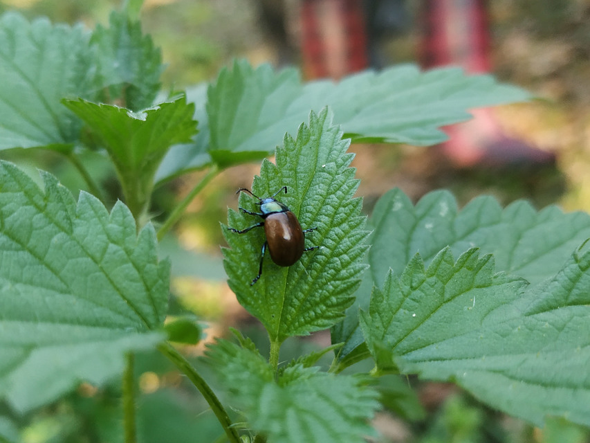 Chrysolina polita - réti mentalevelész Chrysolina polita - réti mentalevelész