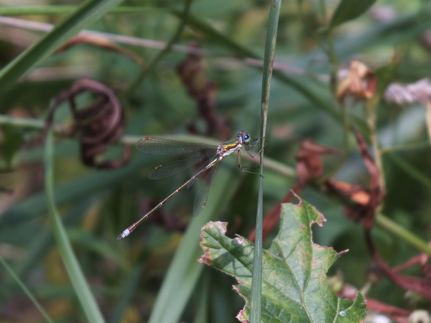 Lestes virens vestalis - kis rablószitakötő