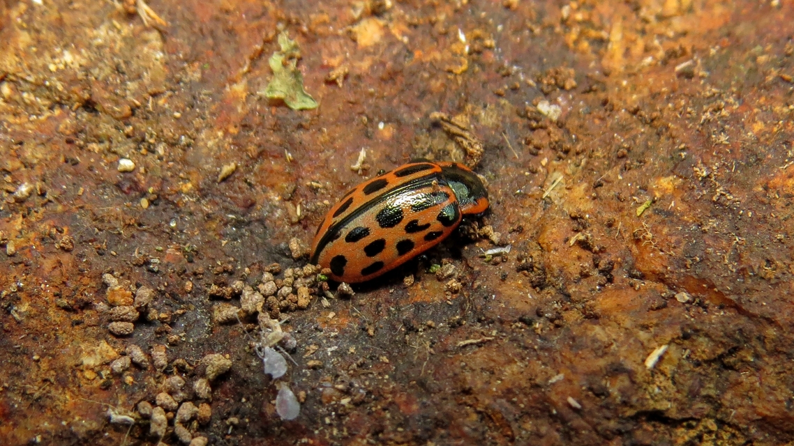 Chrysomela vigintipunctata - húszfoltos fűzlevelész Chrysomela vigintipunctata - húszfoltos fűzlevelész