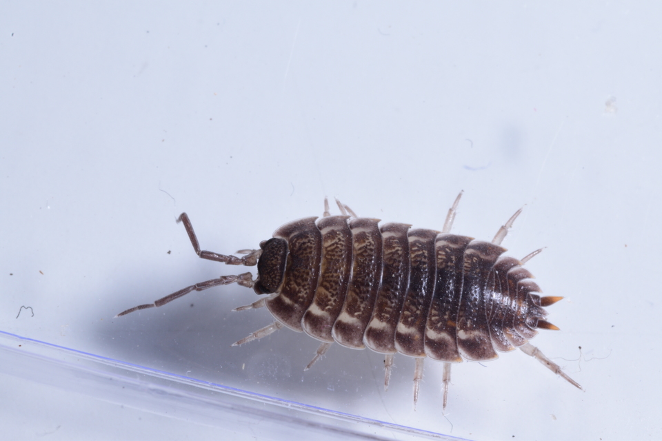 Trachelipus