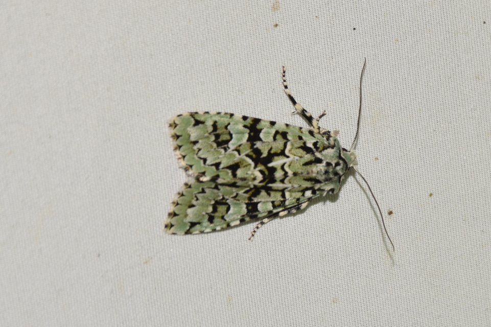 Griposia aprilina - őszi zöldbagoly