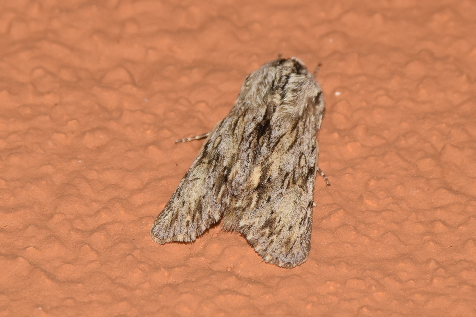 Asteroscopus sphinx - csillagnéző bundásbagoly