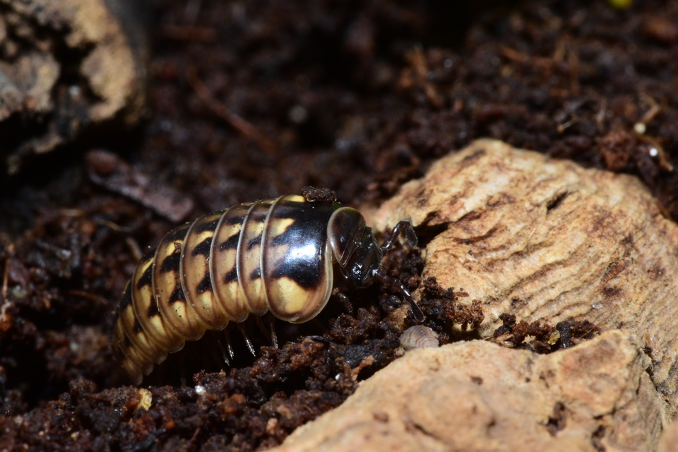 Glomeridae