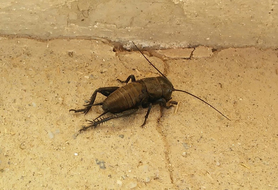 Gryllus campestris - mezei tücsök