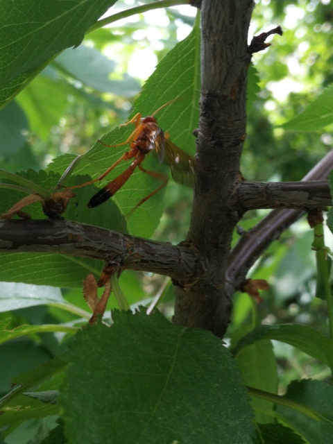 Opheltes glaucopterus