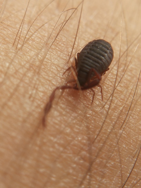 Pseudoscorpionida - Álskorpiók