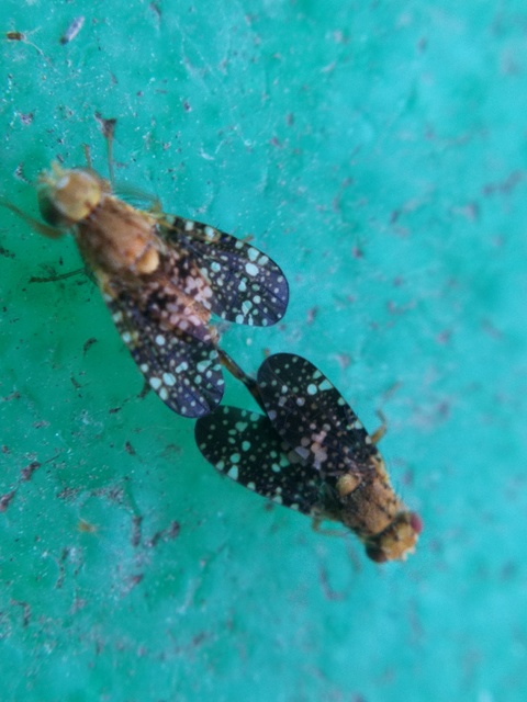 Tephritidae - fúrólégyfélék