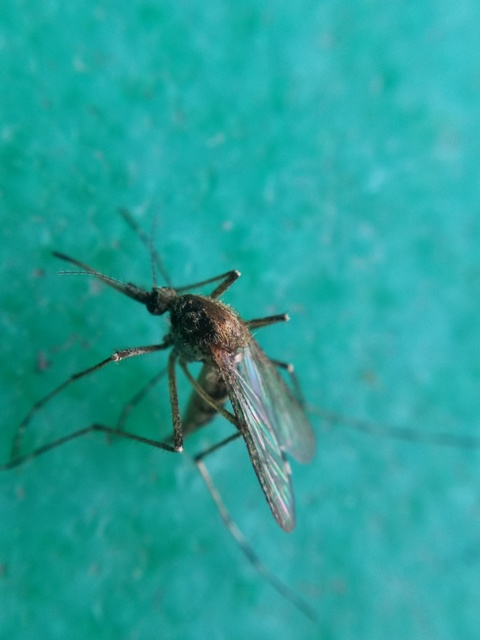 Culicidae - csípőszúnyogok