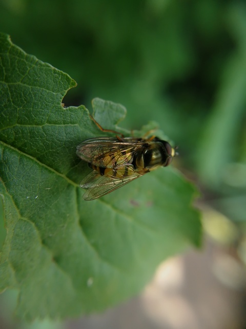 Eupeodes