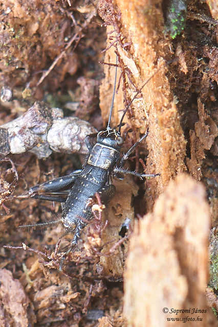 Nemobius sylvestris - erdei tücsök