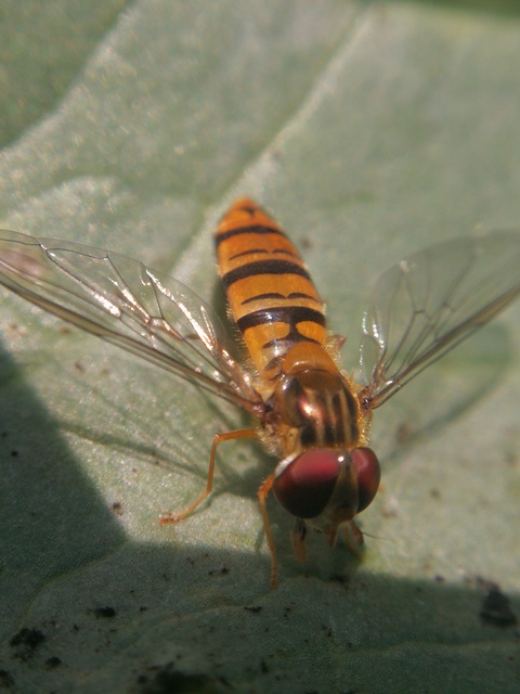 Episyrphus balteatus - ékfoltos zengőlégy
