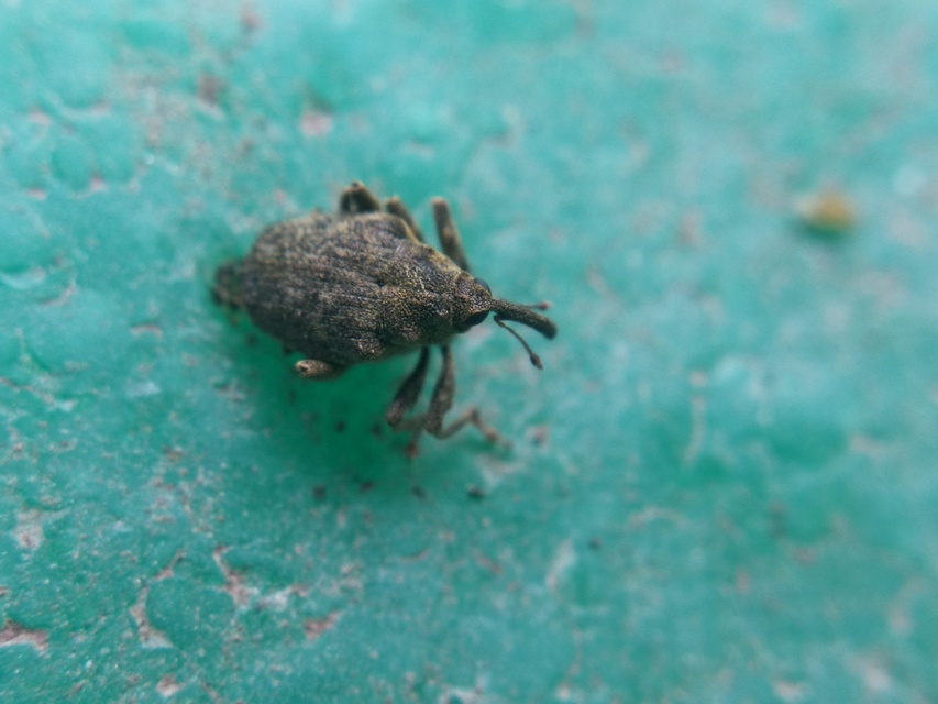 Parethelcus pollinarius - csalánporzó ormányos