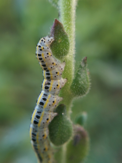 Calophasia
