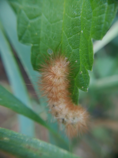 Diaphora mendica - felemás medvelepke