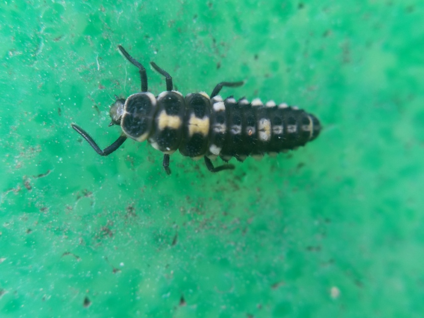 Propylea quatuordecimpunctata - tizennégypettyes füsskata