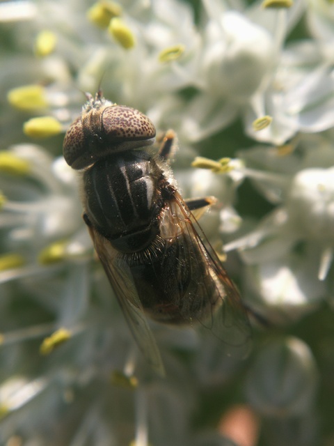 Eristalinus aeneus - bronzos foltosszeműlégy
