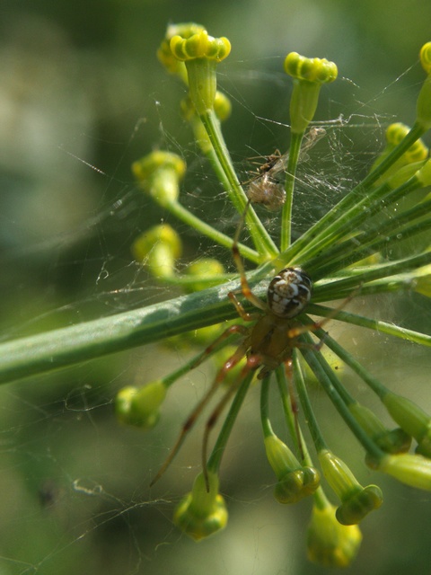 Phylloneta