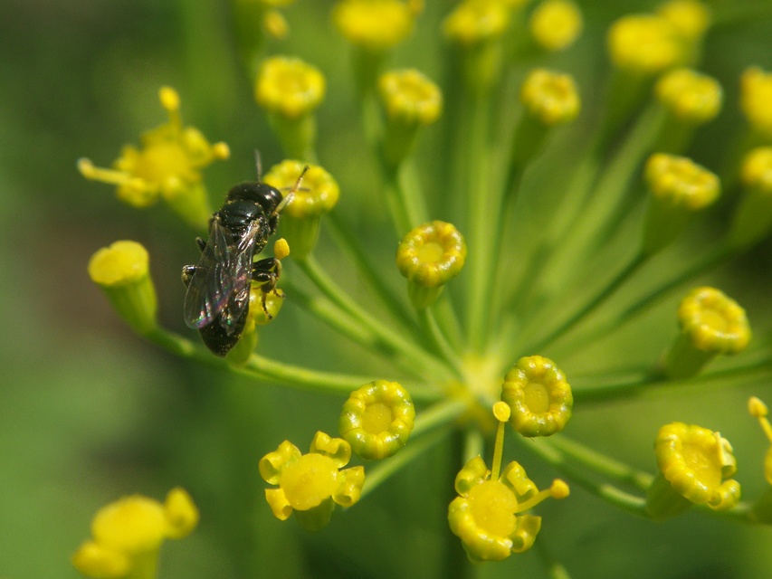 Crabronidae - szitásdarazsak