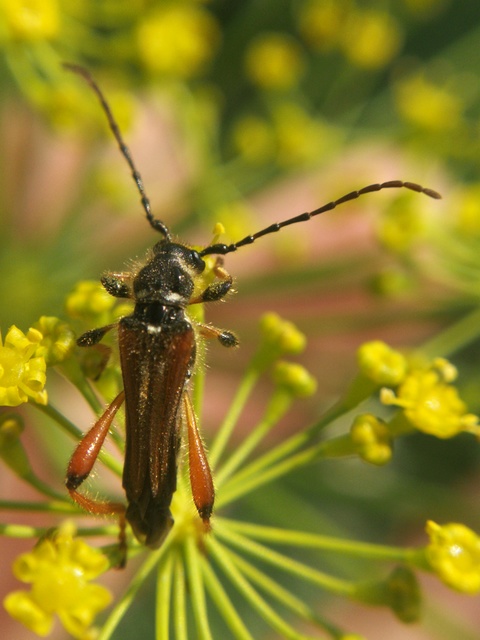 Stenopterus rufus - tarkacsápú keskenyfedőscincér