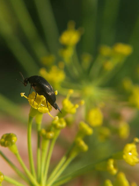 Mordellidae - marókafélék