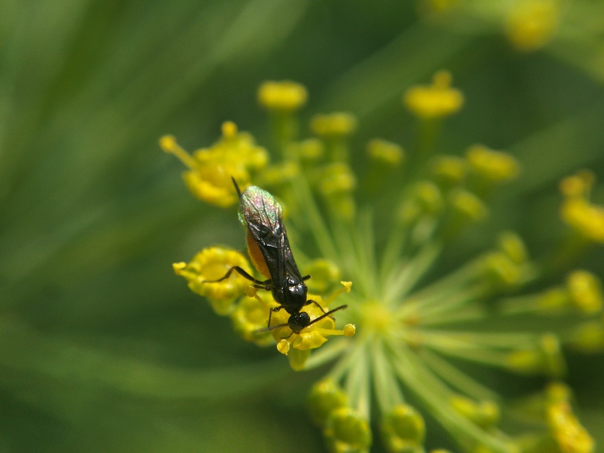 Braconidae - gyilkosfürkészek