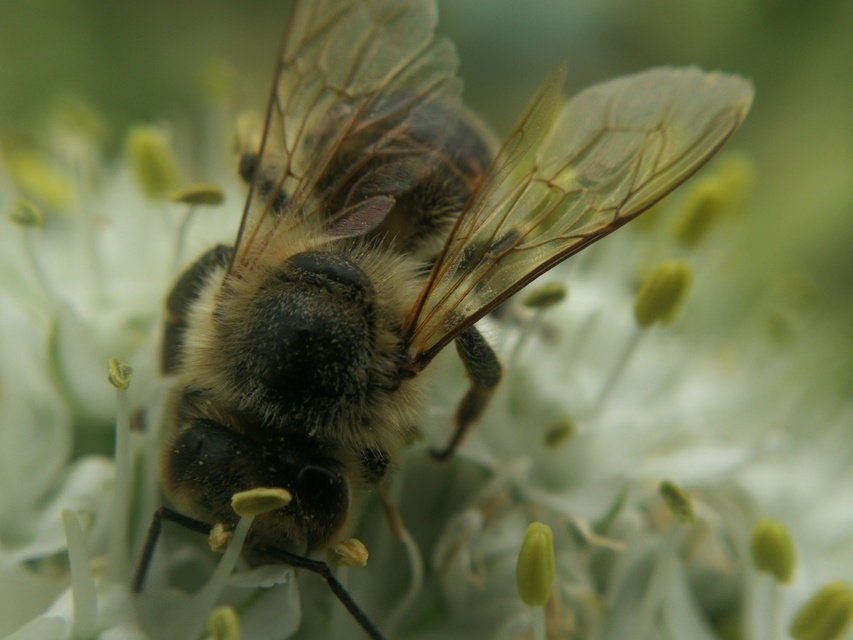 Apis mellifera - háziméh