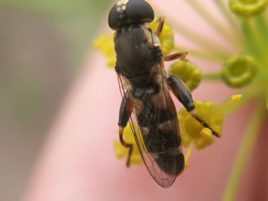 Syritta pipiens - zizegő comboslégy