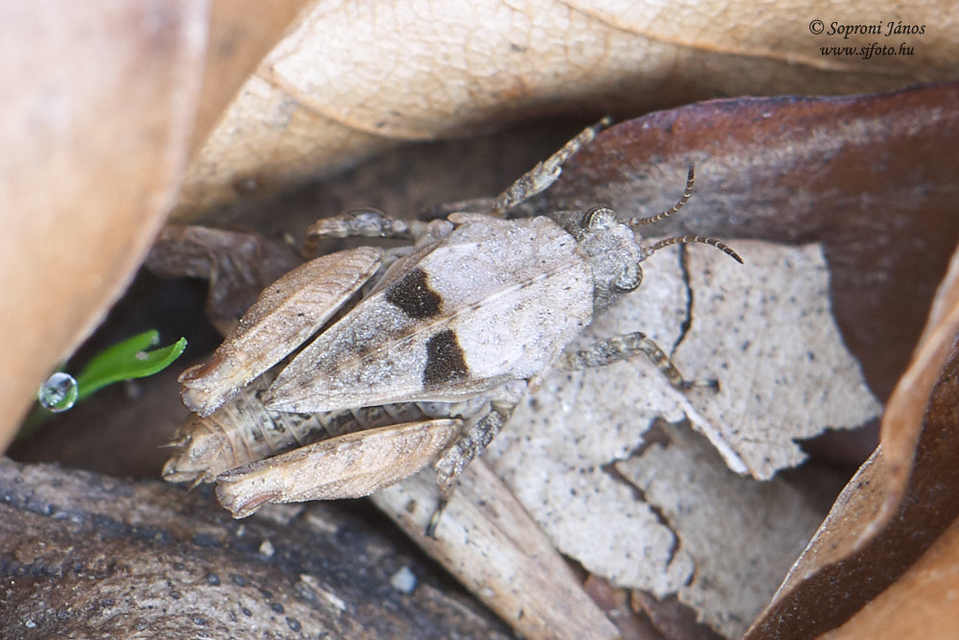 Tetrix bipunctata - kétpettyes tövishátúsáska