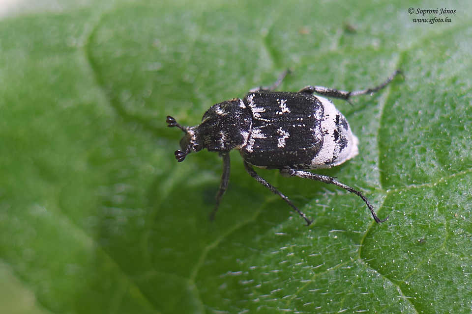 Valgus hemipterus - suta virágbogár