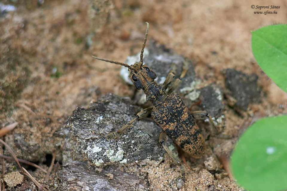 Rhagium sycophanta - tölgyes-tövisescincér