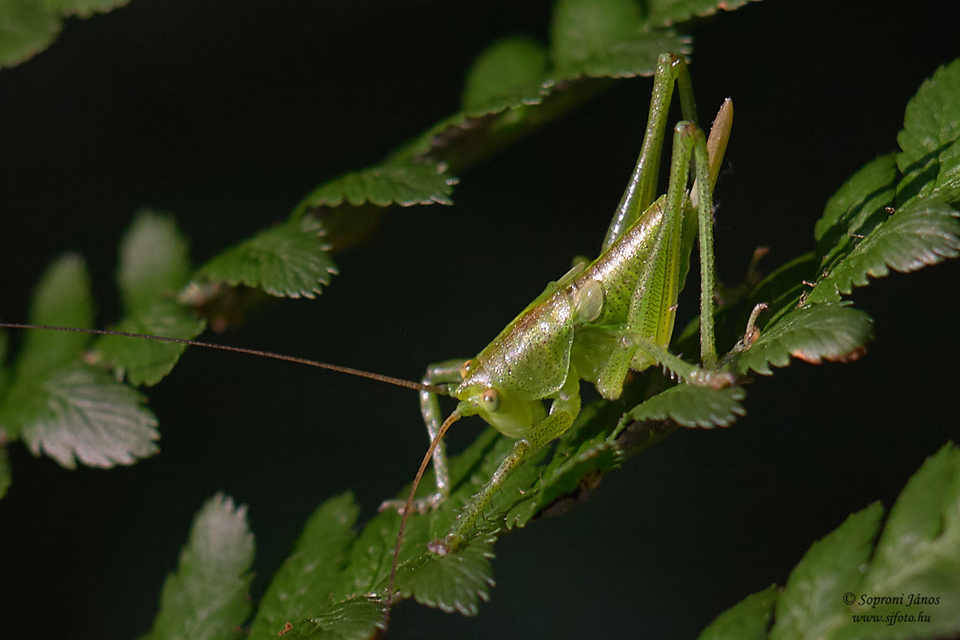 Tettigonia