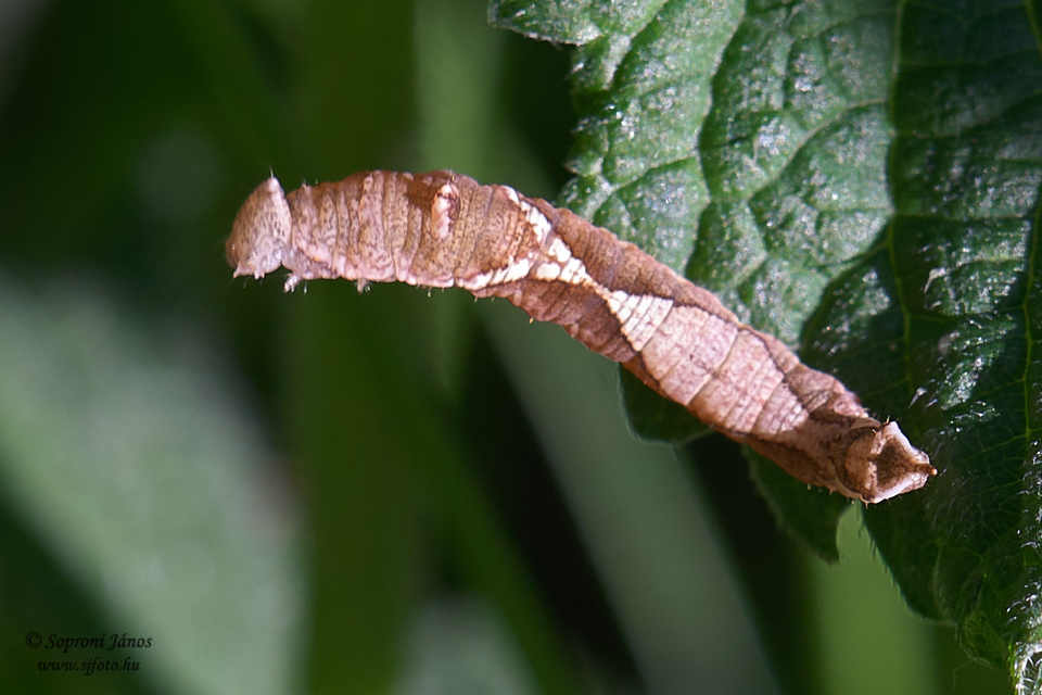 Watsonalla cultraria - bükkfa-sarlósszövő