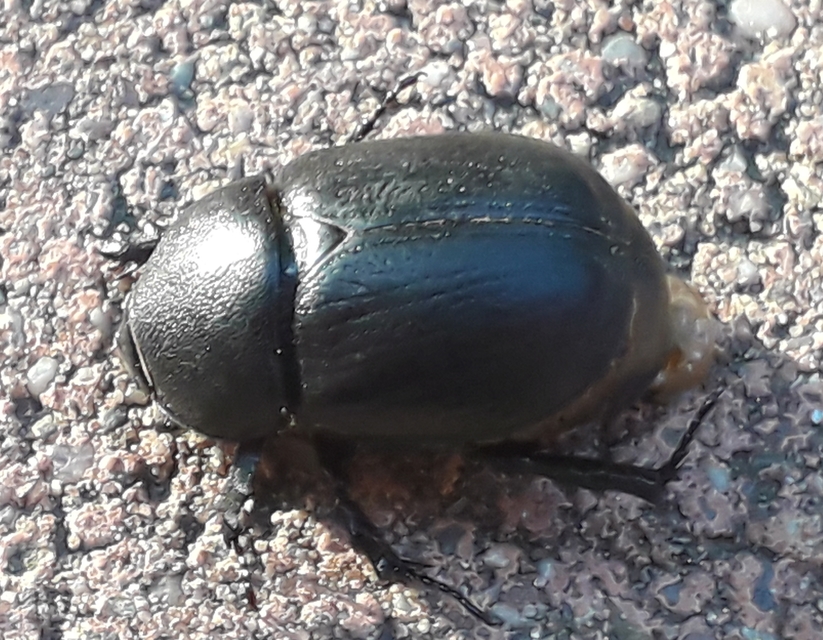Pentodon idiota - butabogár