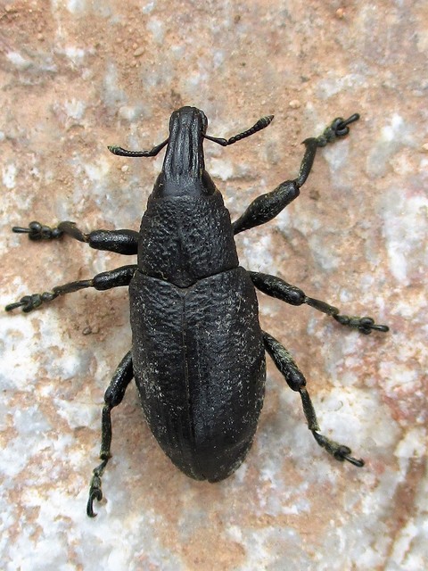 Cleonis pigra - közönséges bogáncsbarkó