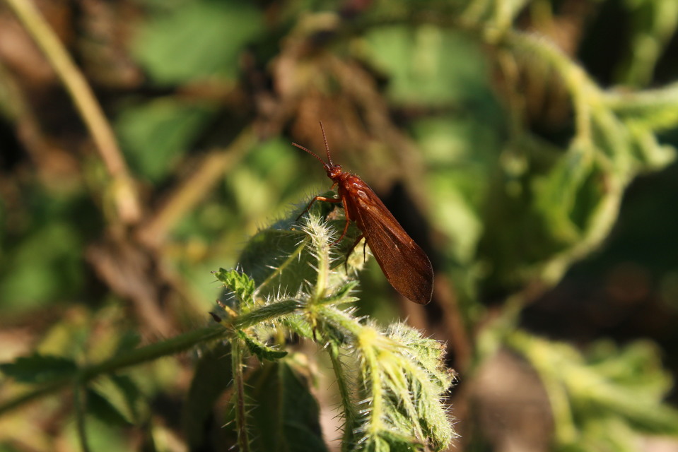 Trichoptera - Tegzesek