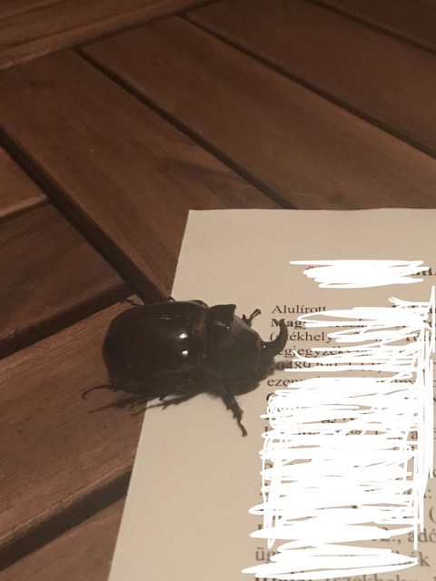 Oryctes nasicornis - orrszarvú bogár