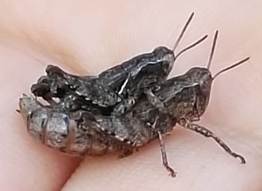 Pezotettix giornae - kis hegyisáska