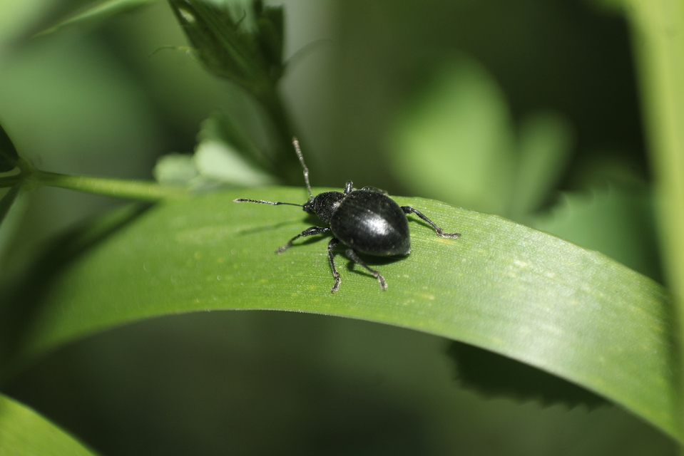 Otiorhynchus lirus - fényes gyalogormányos