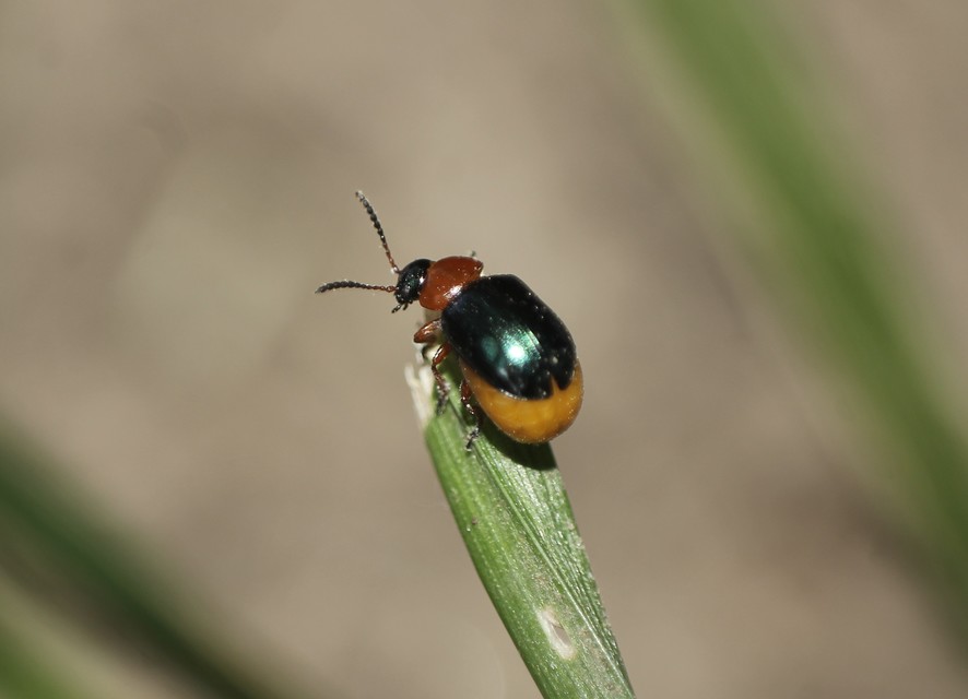 Gastrophysa polygoni - paraj-levélbogár Gastrophysa polygoni - paraj-levélbogár