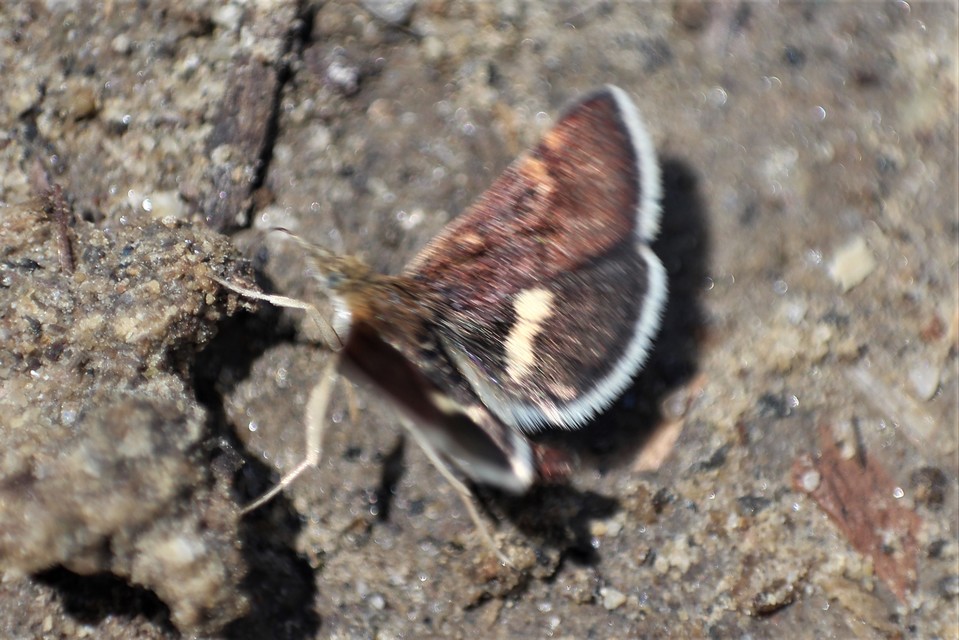 Pyrausta obfuscata - félholdas kormosmoly