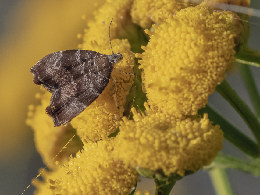 Choreutis nemorana - füge-levélmoly