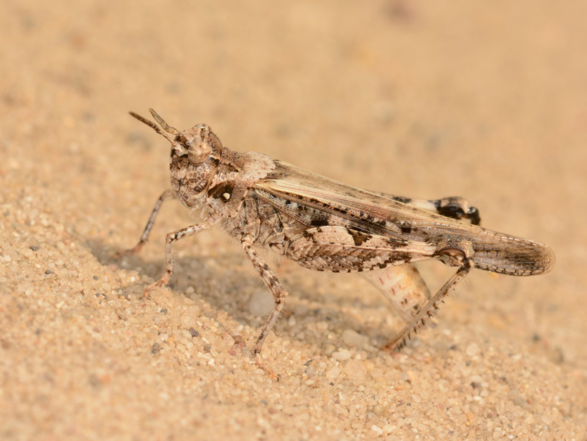 Acrotylus insubricus - önbeásósáska