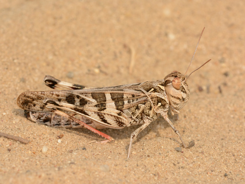 Oedaleus decorus - szalagos sáska