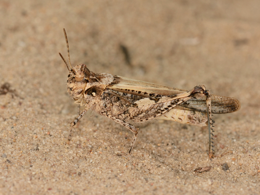 Acrotylus insubricus - önbeásósáska