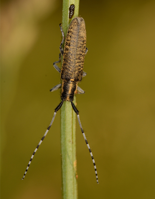 Agapanthia villosoviridescens - fehérgyűrűs bogáncscincér